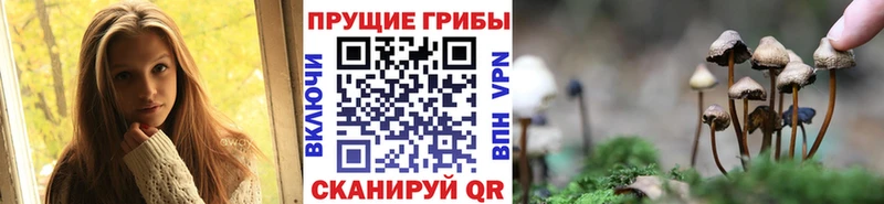 Купить где  Верхний Уфалей  Псилоцибиновые грибы Cubensis 